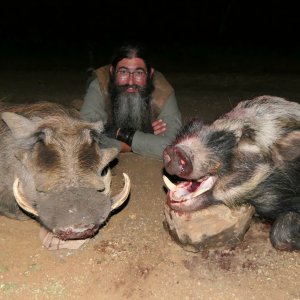 Bushpig Hunt South Africa