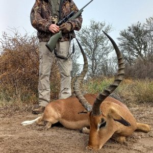 Impala Hunt South Africa