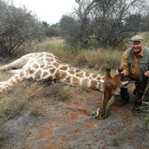 Giraffe Hunt Limpopo South Africa