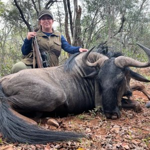 Blue Wildebeest Hunt Limpopo South Africa