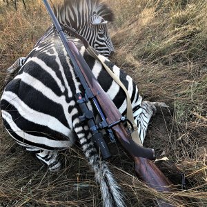 Zebra Hunt Limpopo South Africa