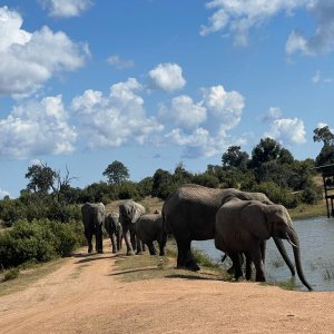 Elephant Herd Limpopo South Africa