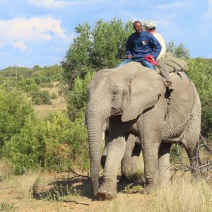 Elephant Rides Limpopo South Africa