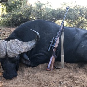 Buffalo Hunt Limpopo South Africa