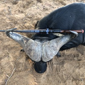 Buffalo Hunt Limpopo South Africa