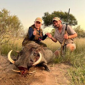 Warthog Hunt Limpopo South Africa