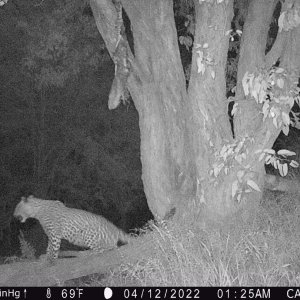 Leopard Trail Camera Namibia