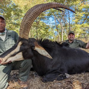 Sable Hunt Zimbabwe