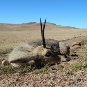 Vaal Rhebok Hunting Eastern Cape South Africa