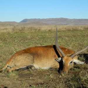 Lechwe Hunting Eastern Cape South Africa