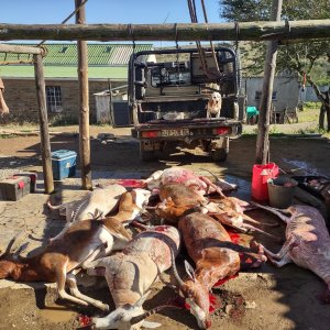 Blesbok Hunt South Africa