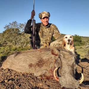 Warthog Hunt South Africa