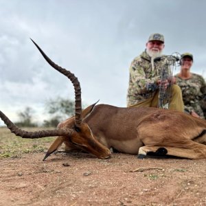 Impala Bow Hunting South Africa