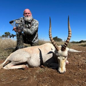 White Blesbok Bow Hunting South Africa