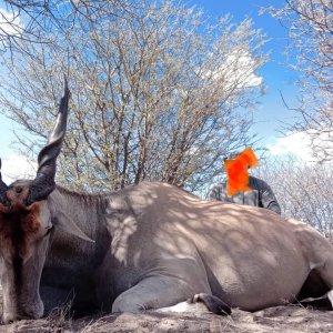 Eland Hunt Botswana