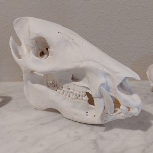 Javelina European Skull Mount