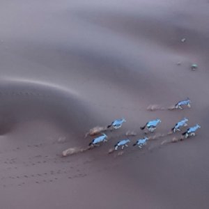 Gemsbok Namibia Desert