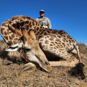 Giraffe Hunt South Africa