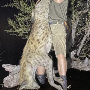 Spotted Hyena Hunting Zimbabwe