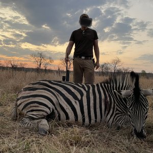 Zebra Hunting Zimbabwe