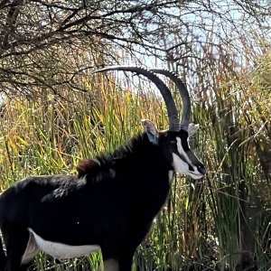 Sable Thabazimbi Limpopo South Africa