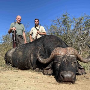 Buffalo Hunt Limpopo South Africa