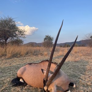 Gemsbok Hunting South Africa