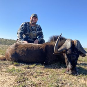 Black Wildebeest Hunting South Africa