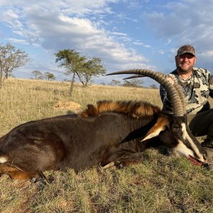 Sable Hunting South Africa