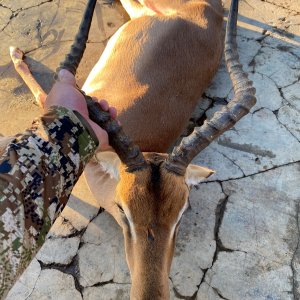 Impala Hunting South Africa