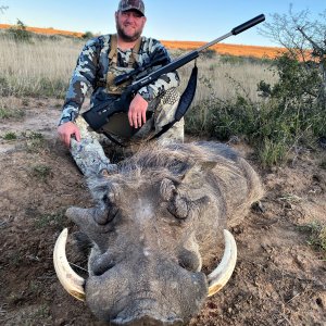 Warthog Hunting South Africa