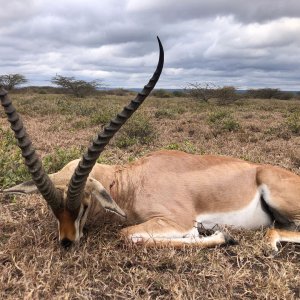 Gerenuk Hunting Tanzania