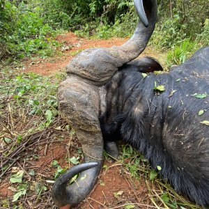 Buffalo Hunting Tanzania