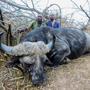 Buffalo Hunting Tanzania