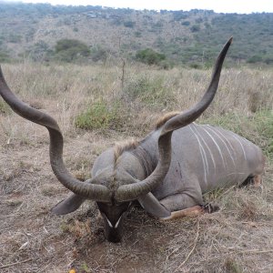 Greater Kudu Hunting Tanzania