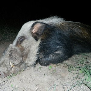 Bushpig Hunt South Africa