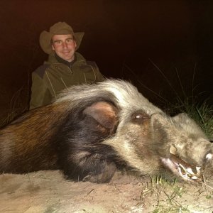 Bushpig Hunt South Africa