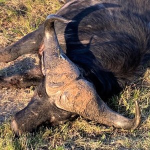 Cape Buffalo Hunt South Africa