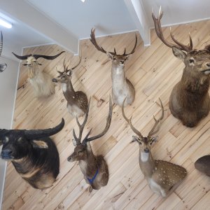 Trophy Room