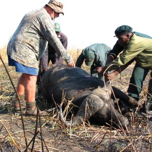 Buffalo Skinning Zambia