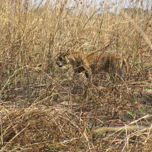 Lioness Zambia