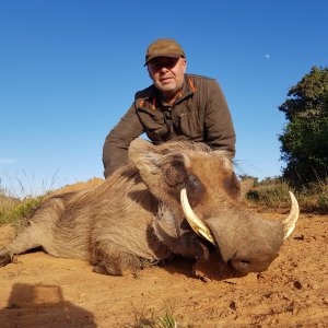 Warthog Hunting South Africa