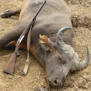 Western Savannah Buffalo Hunt