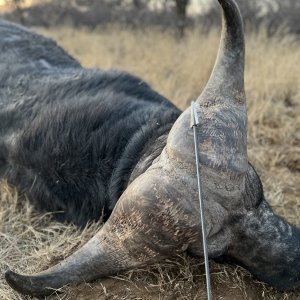 Buffalo Bow Hunting South Africa