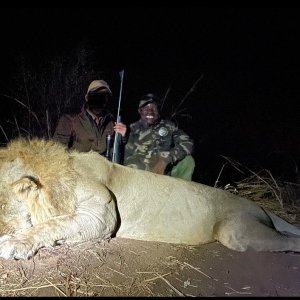 Lion Hunt Matetsi Zimbabwe