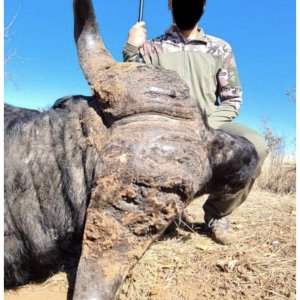 Buffalo Hunt Matetsi Zimbabwe