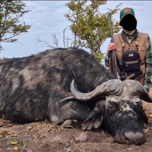 Buffalo Hunt Matetsi Zimbabwe