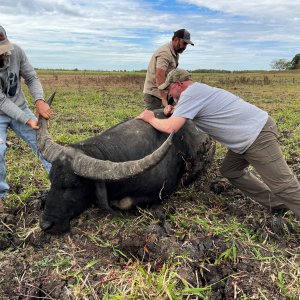 Big bodied bull