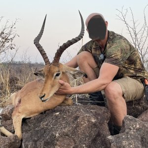 Impala Hunting Zimbabwe