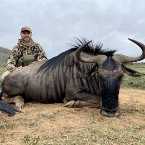 Blue Wildebeest Hunting Eastern Cape South Africa